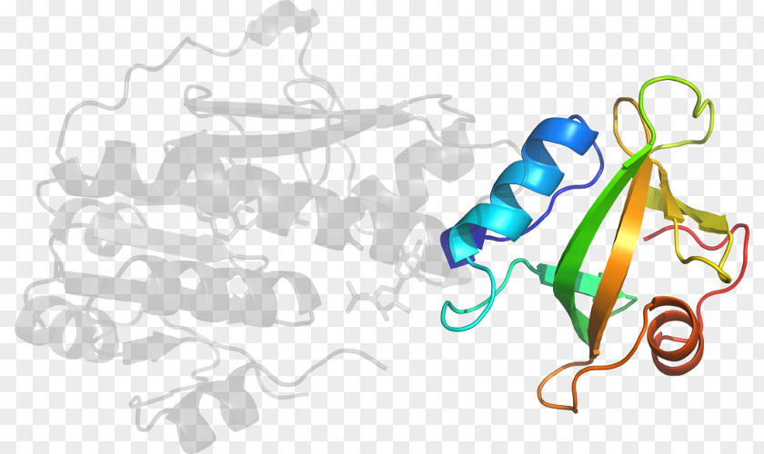 Mycoplasma Line Clip Art PNG