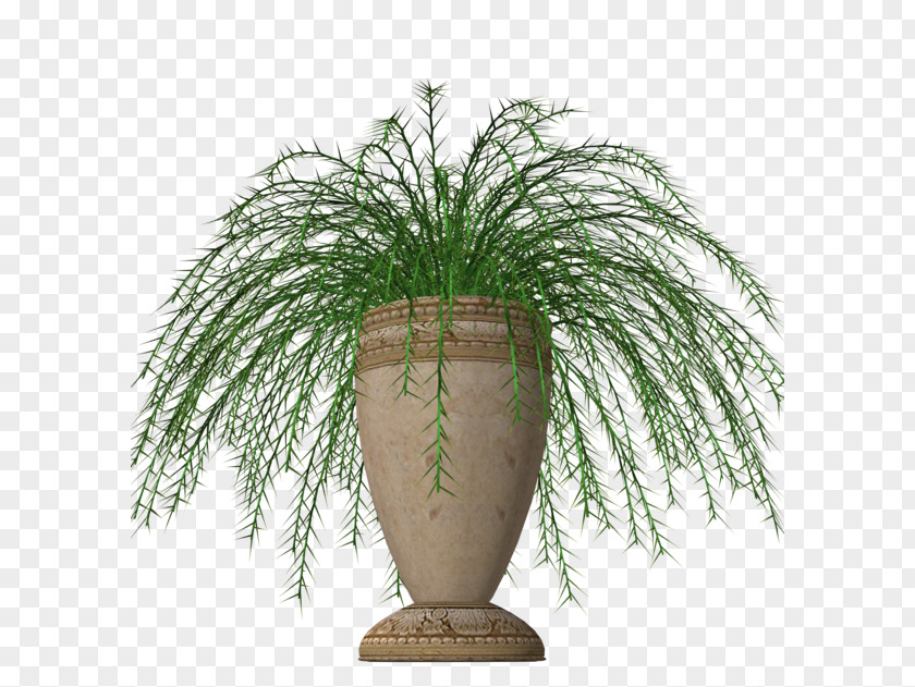 Potted Plant Houseplant Flowerpot Fern PNG