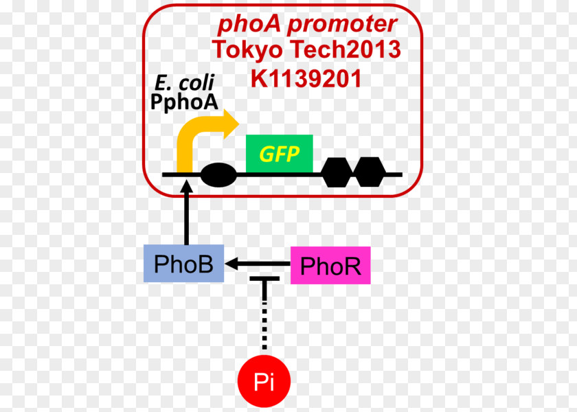 Project Farming Cromatografia Liquida A Ultra Alta Prestazione International Genetically Engineered Machine Chromatography Expression Vector PNG