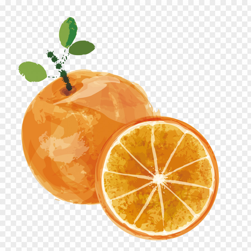 Vector Watercolor Orange Juice Lemon Fruit PNG