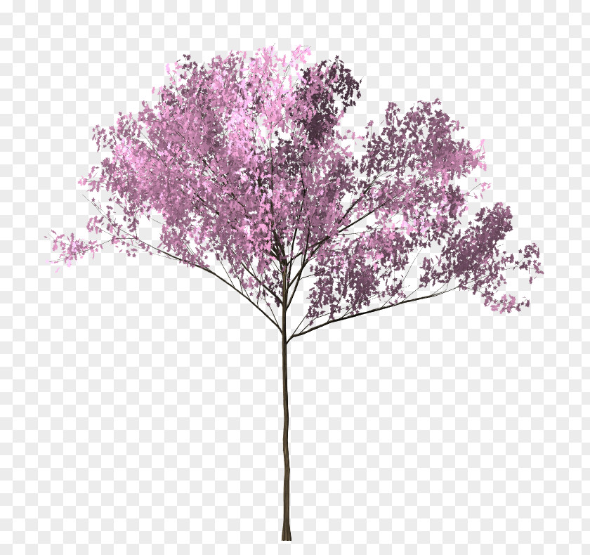 Bunga Sakura Cherry Blossom Tree Twig PNG