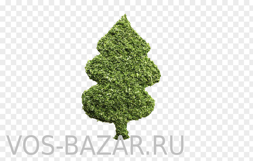 Christmas Tree Spruce Ornament Evergreen PNG