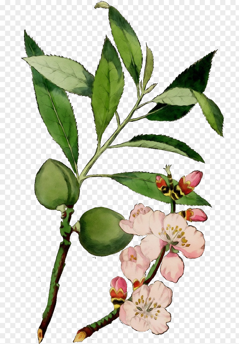 Laurel Family Berry Tree Background PNG