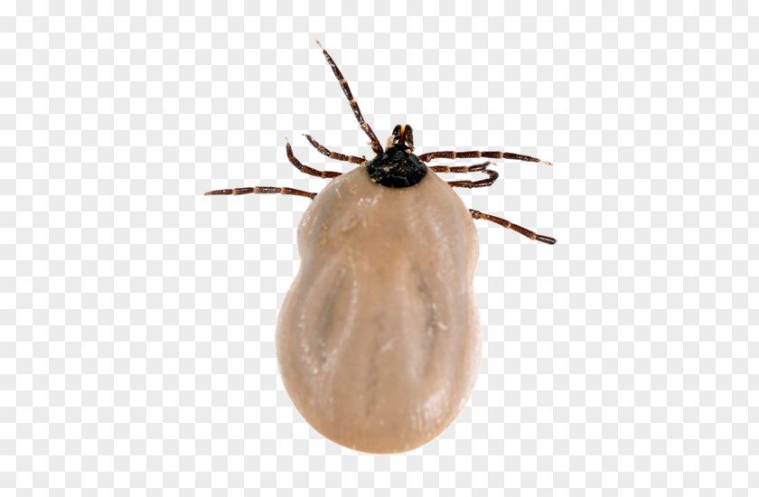 Tick Bug Deer Tick-borne Disease Lyme Acari PNG