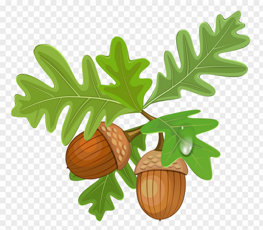 Transparent Leaves With Acorns Acorn Royalty-free Clip Art PNG