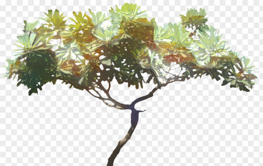 Twig American Larch Family Tree Background PNG