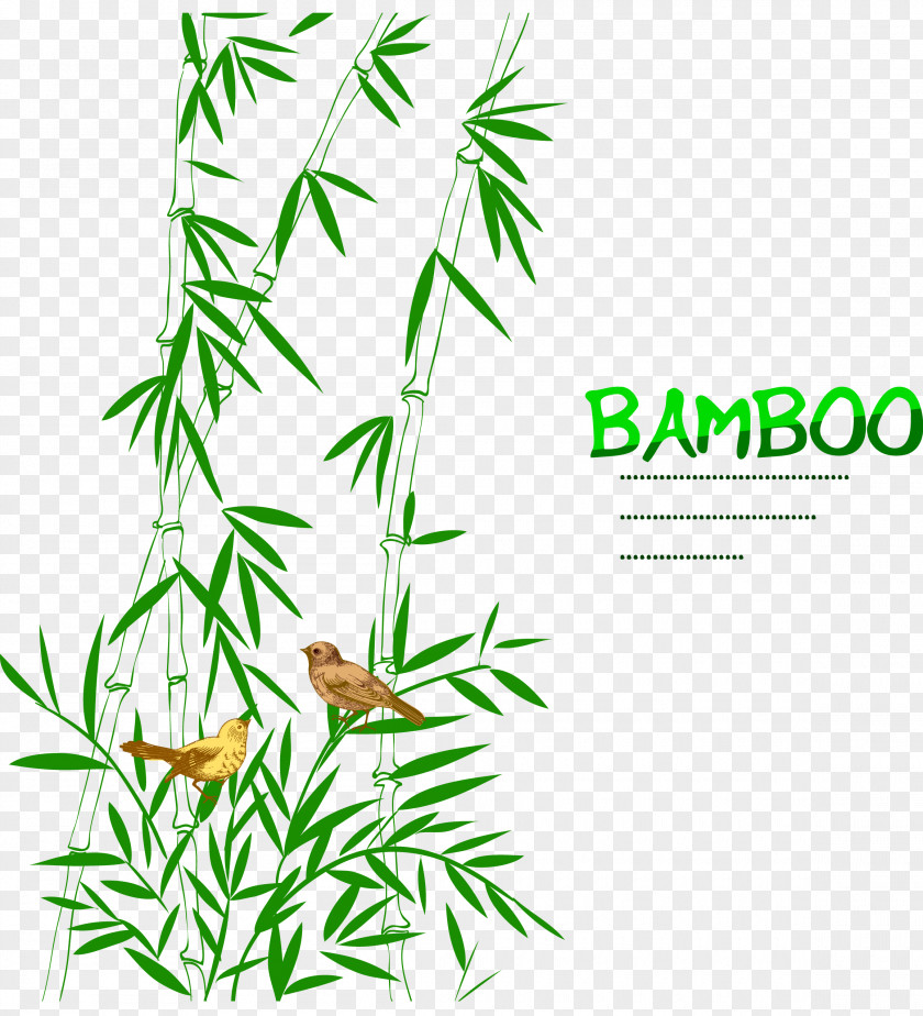 Bamboo Bird Decoration Drawing Trees PNG