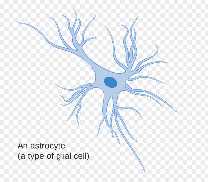 Brain Glia Astrocyte Neuron Cell The Structure Of Body PNG