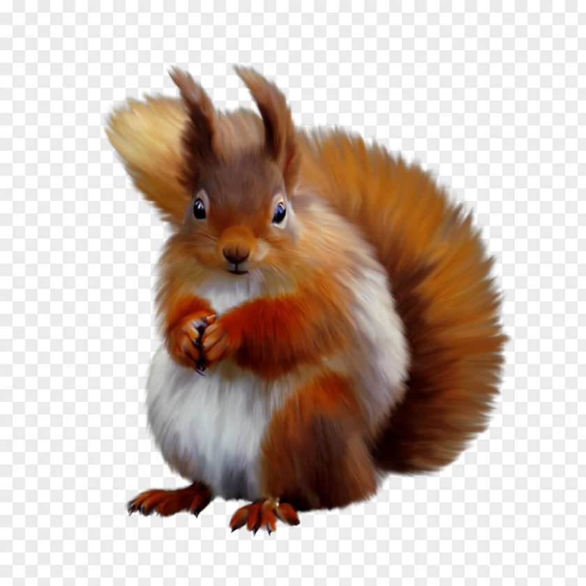Squirrel Clip Art Image JPEG PNG