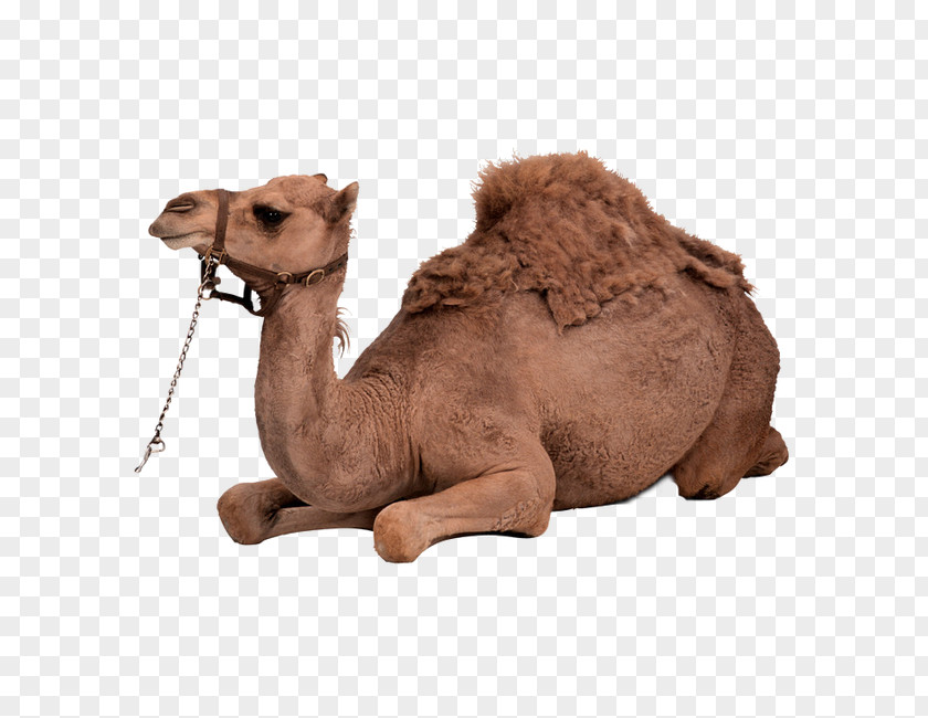 Tummy Camel Dromedary Bactrian Clip Art PNG