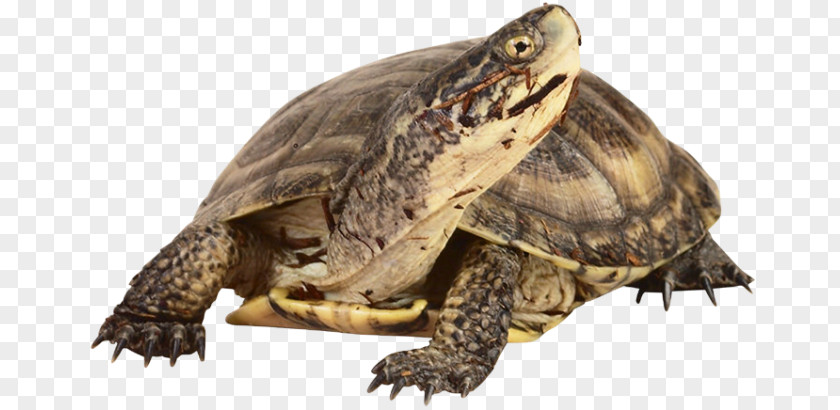 Turtle Box Common Snapping Tortoise Reptile PNG
