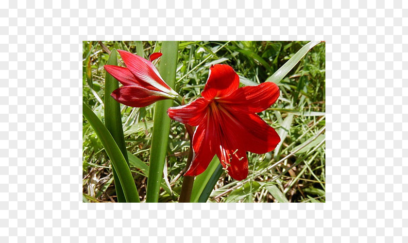 Amaryllis Crinum Jersey Lily Gladiolus Belladonna PNG
