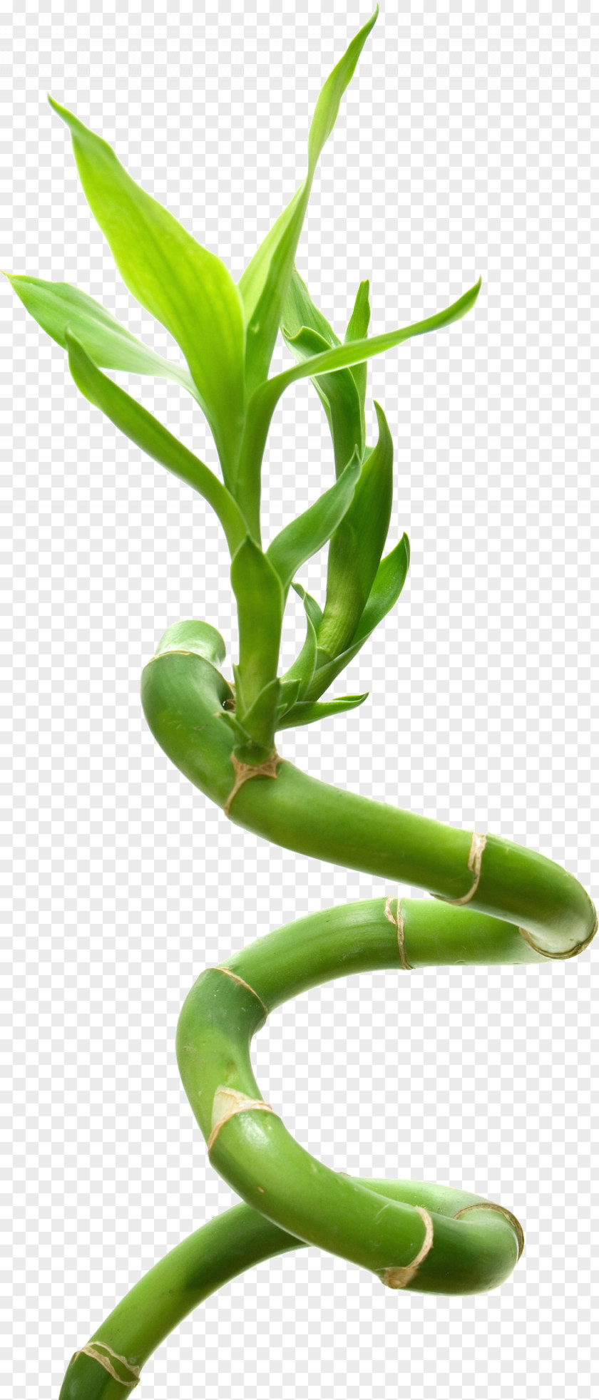 Bamboo Lucky Stock Photography Fotolia PNG