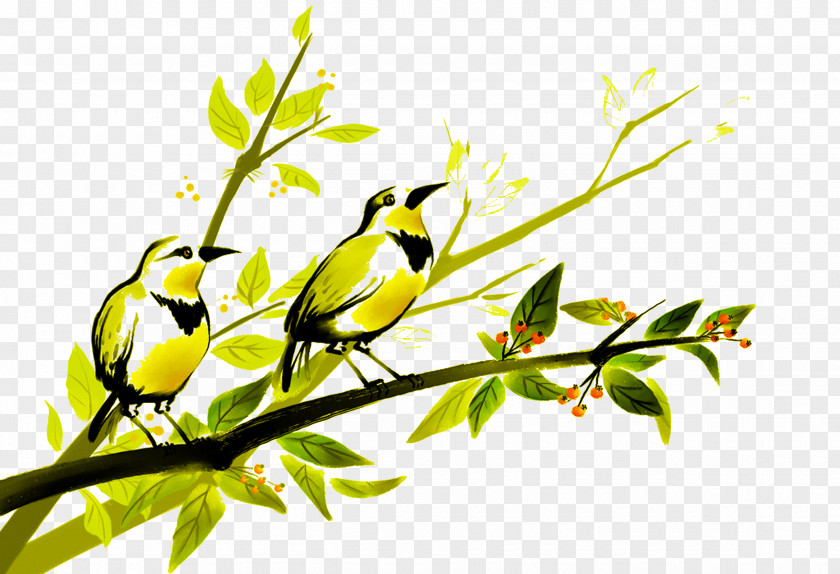 Birds,birds Bird Painting Parrot Photography Illustration PNG