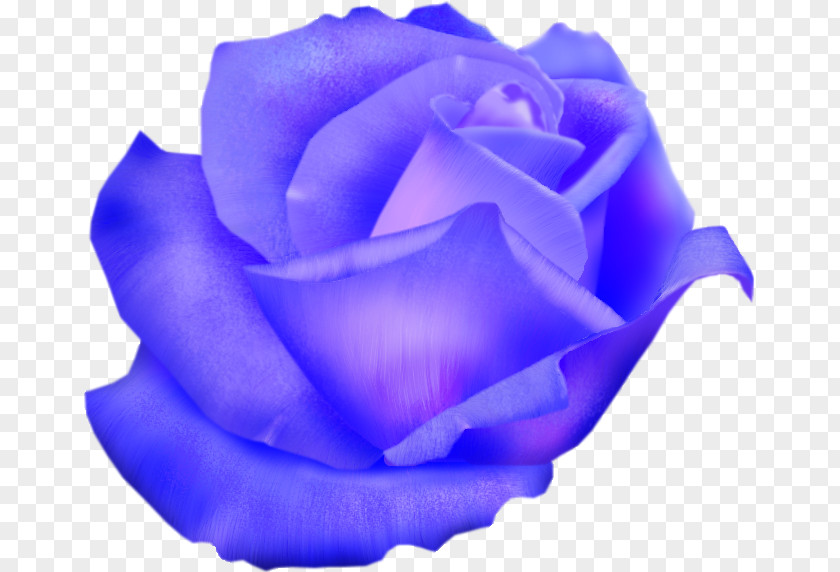 Blue Rose Garden Roses Cabbage Cut Flowers PNG