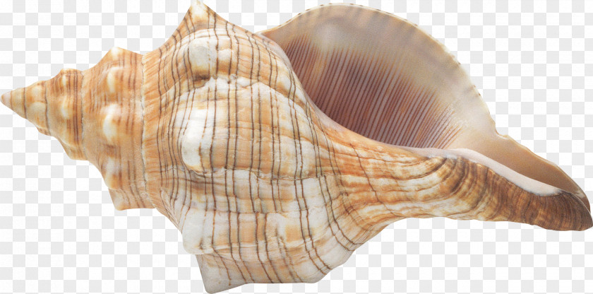 Seashell Conch Clip Art PNG