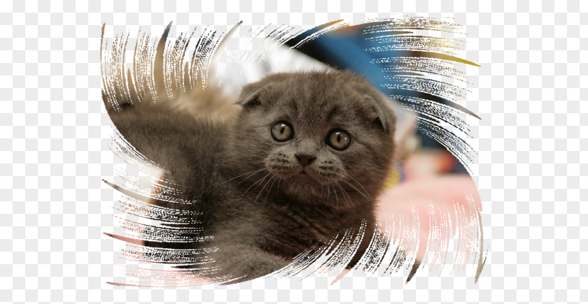 Cat Marie Whiskers Scottish Fold Nebelung Kitten Fur PNG