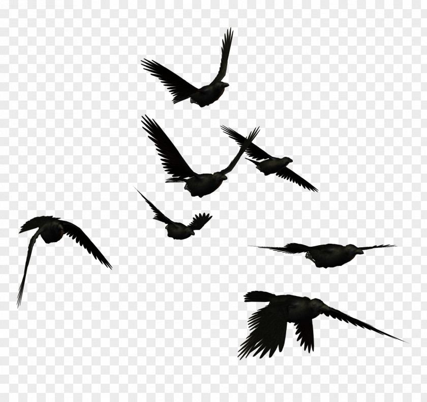 Crows PNG clipart PNG