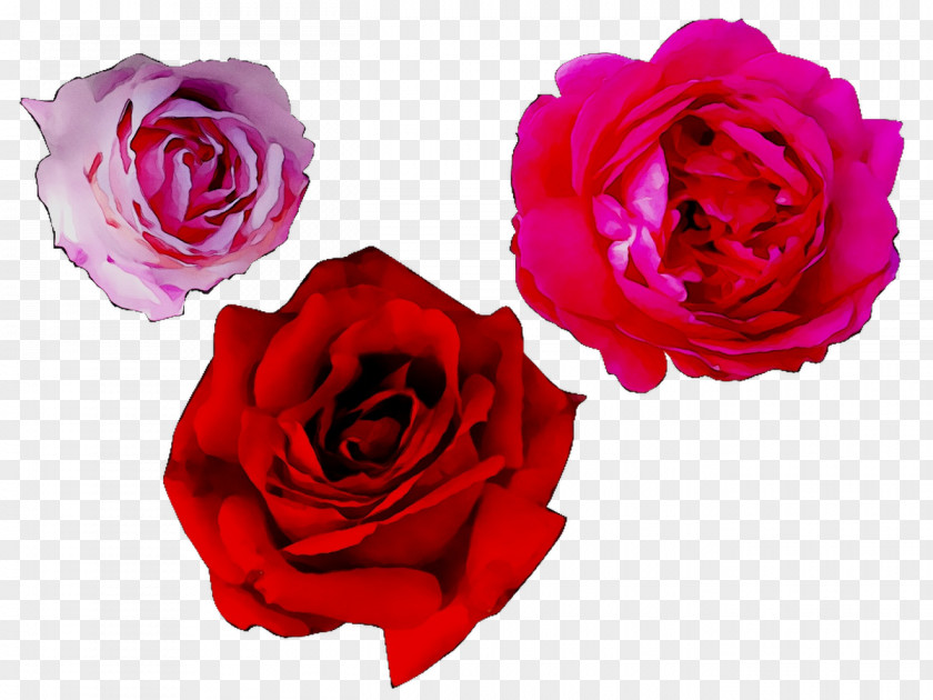 Garden Roses Cabbage Rose Floribunda Floristry Flower PNG