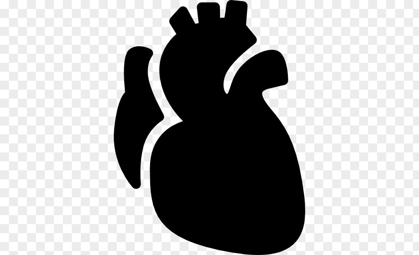 Heart Anatomy PNG