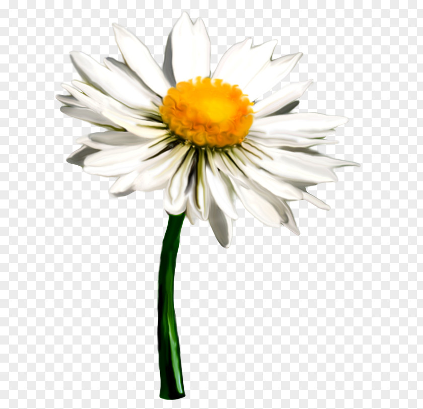Flower Matricaria Oxeye Daisy Clip Art PNG