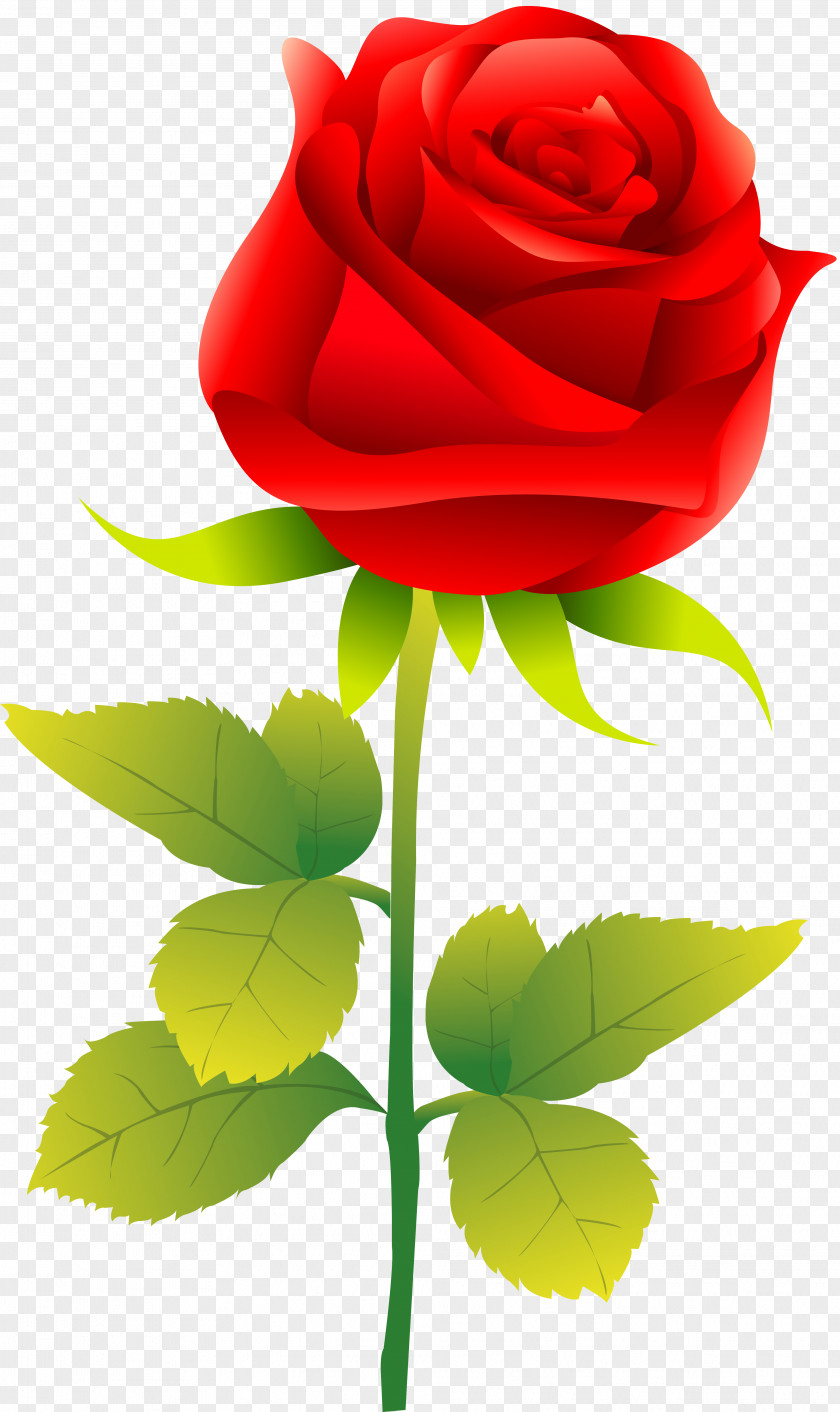 Red Rose Clip Art PNG