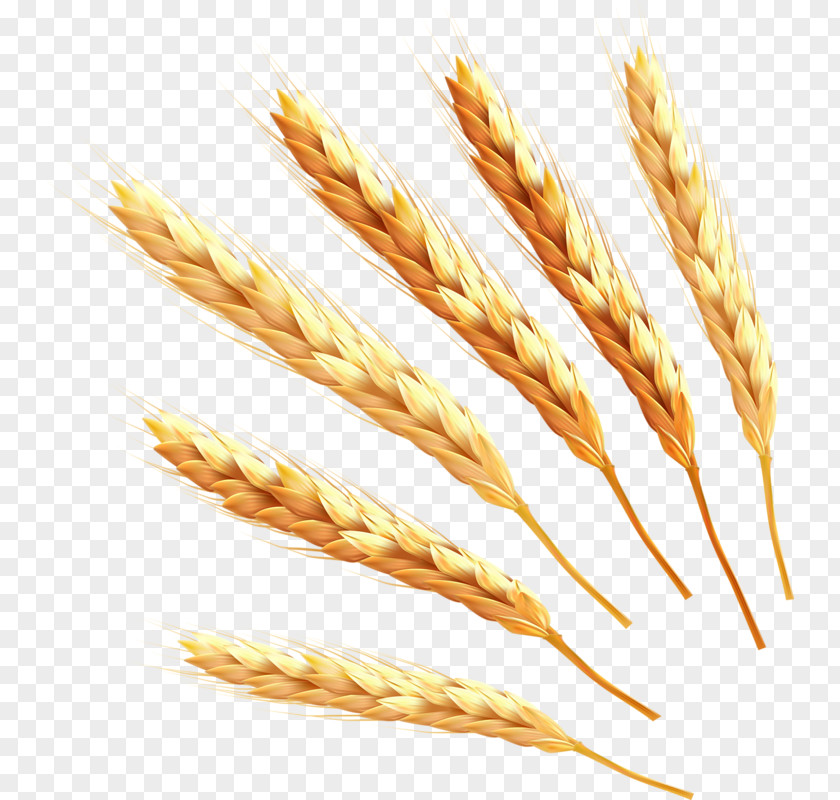 Golden Wheat Emmer Cereal Germ Icon PNG