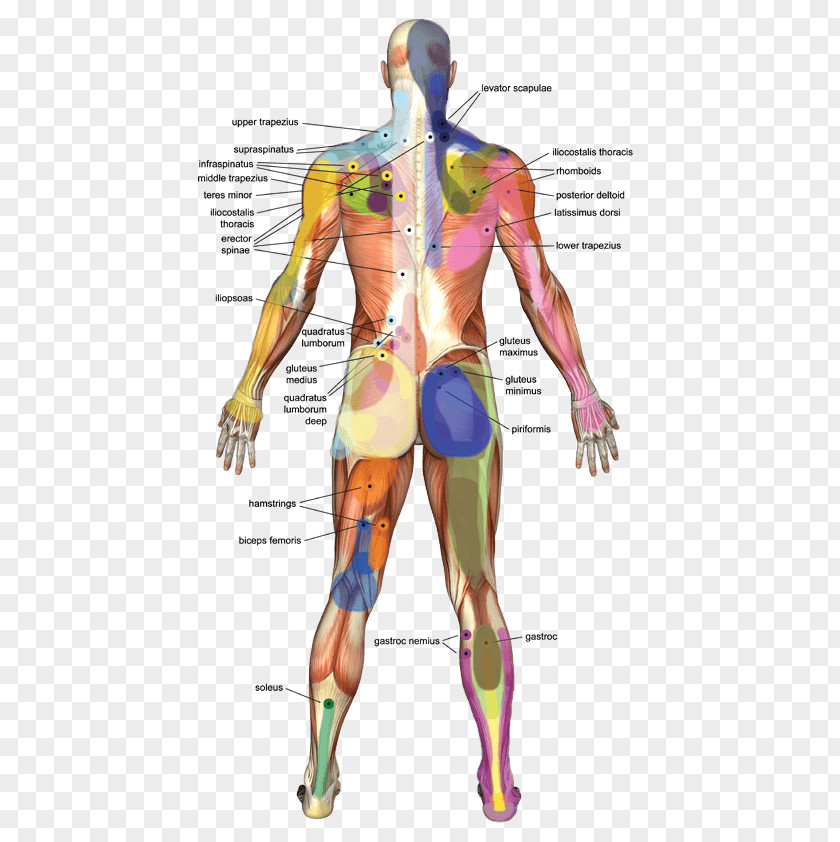 Massage Therapy Myofascial Trigger Point Muscle PNG