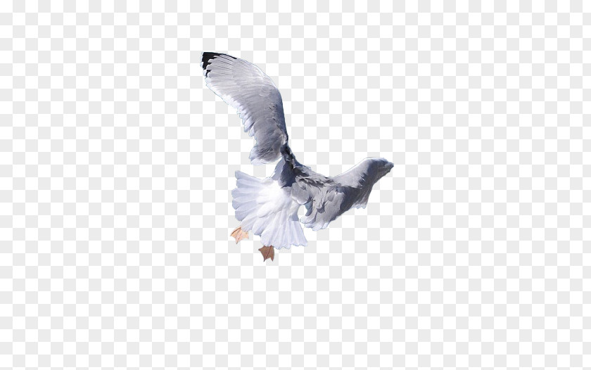 Par De Aves Pigeons And Doves Download Image Computer File PNG