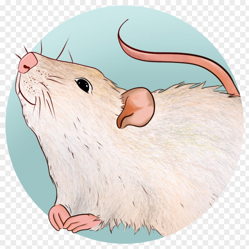 Rat Illustration Gerbil Beaver Whiskers PNG
