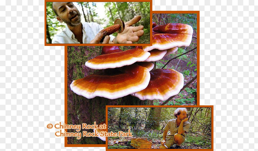 Wild Mushrooms Lingzhi Mushroom Edible Food No Taste Like Home PNG