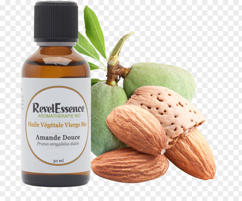 Almond Oil Walnut Vegetable PNG