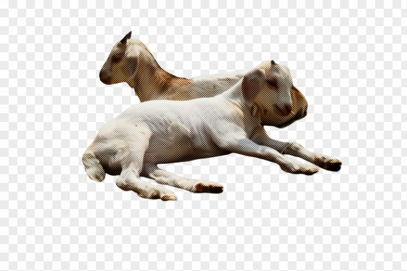 Animal Figure Horse PNG