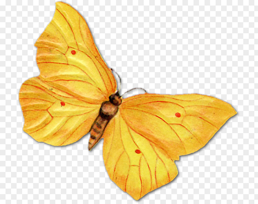 Butterfly Insect Paper Drawing PNG