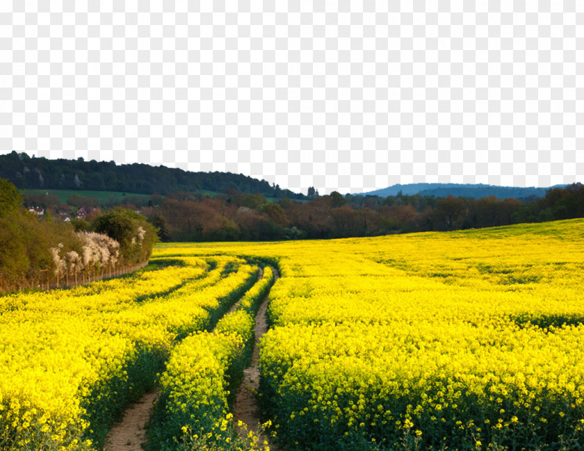 Canola Flower Field Rapeseed Stock Photography PNG