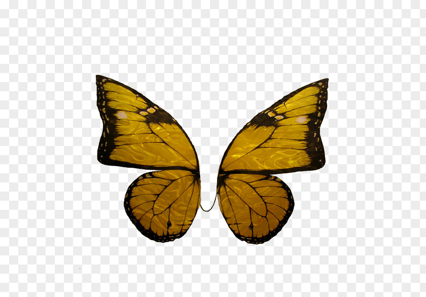 Fruit Monarch Butterfly Pieridae Nymphalidae Milkweeds PNG