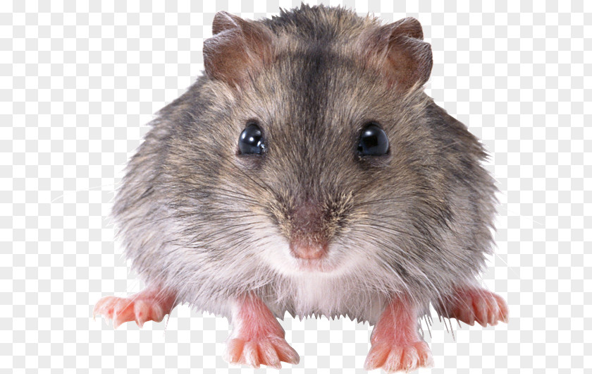 Ga Computer Mouse Rat Rodent PNG