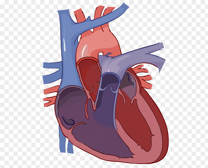 Heart Diagram Label Circulatory System Anatomy PNG