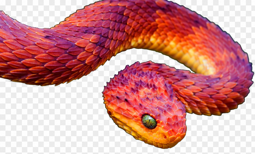 Viper Snake Snakes Reptile Vipers Atheris Squamigera Hispida PNG