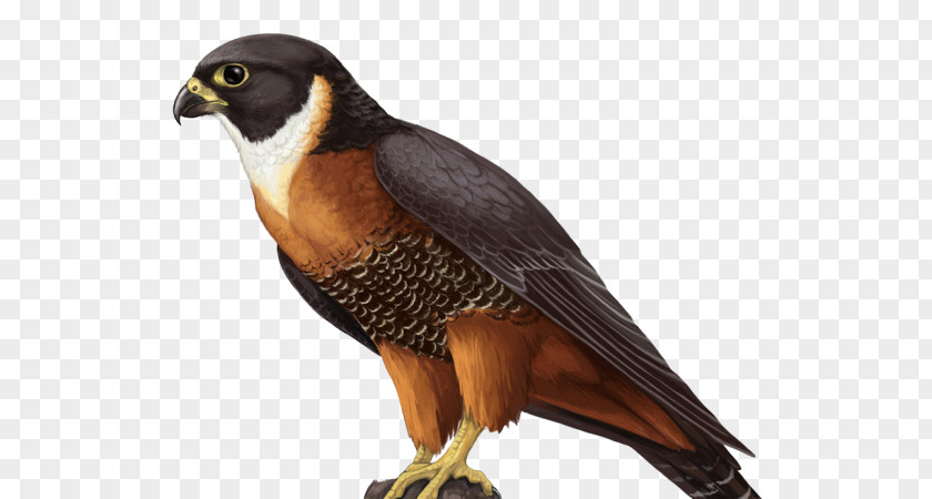 Falcon Hawk PNG