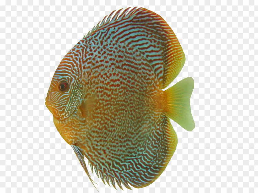 Aquarium Symphysodon Discus DeviantArt Ornamental Fish Clip Art PNG
