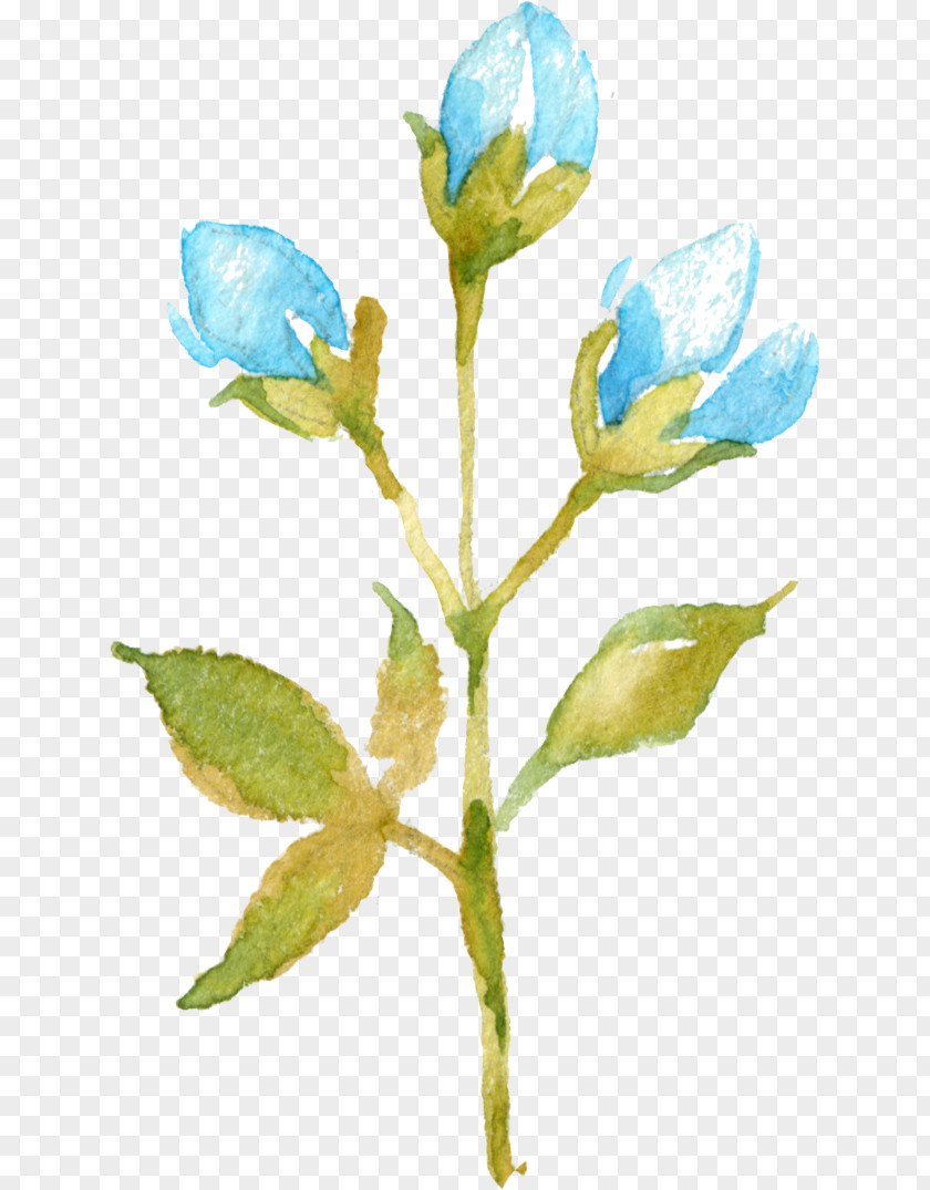 Baby Breath Flower Bud Plant Petal PNG