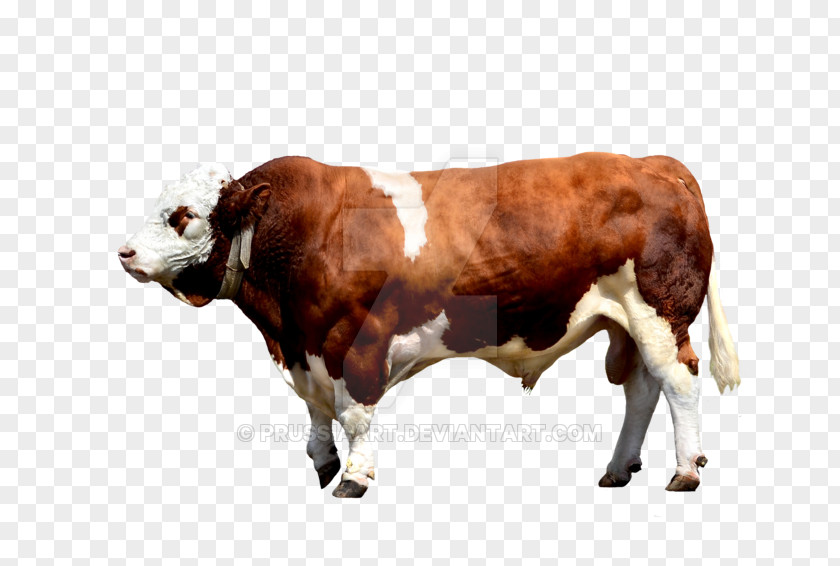 Bull Brahman Cattle Calf Ox PNG