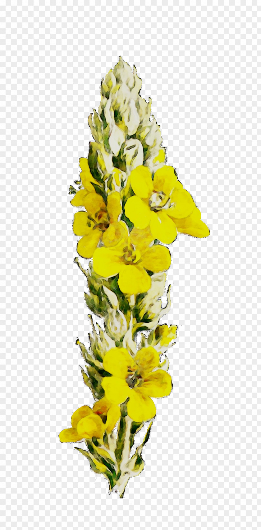 Cut Flowers Floral Design Mullein Yellow PNG