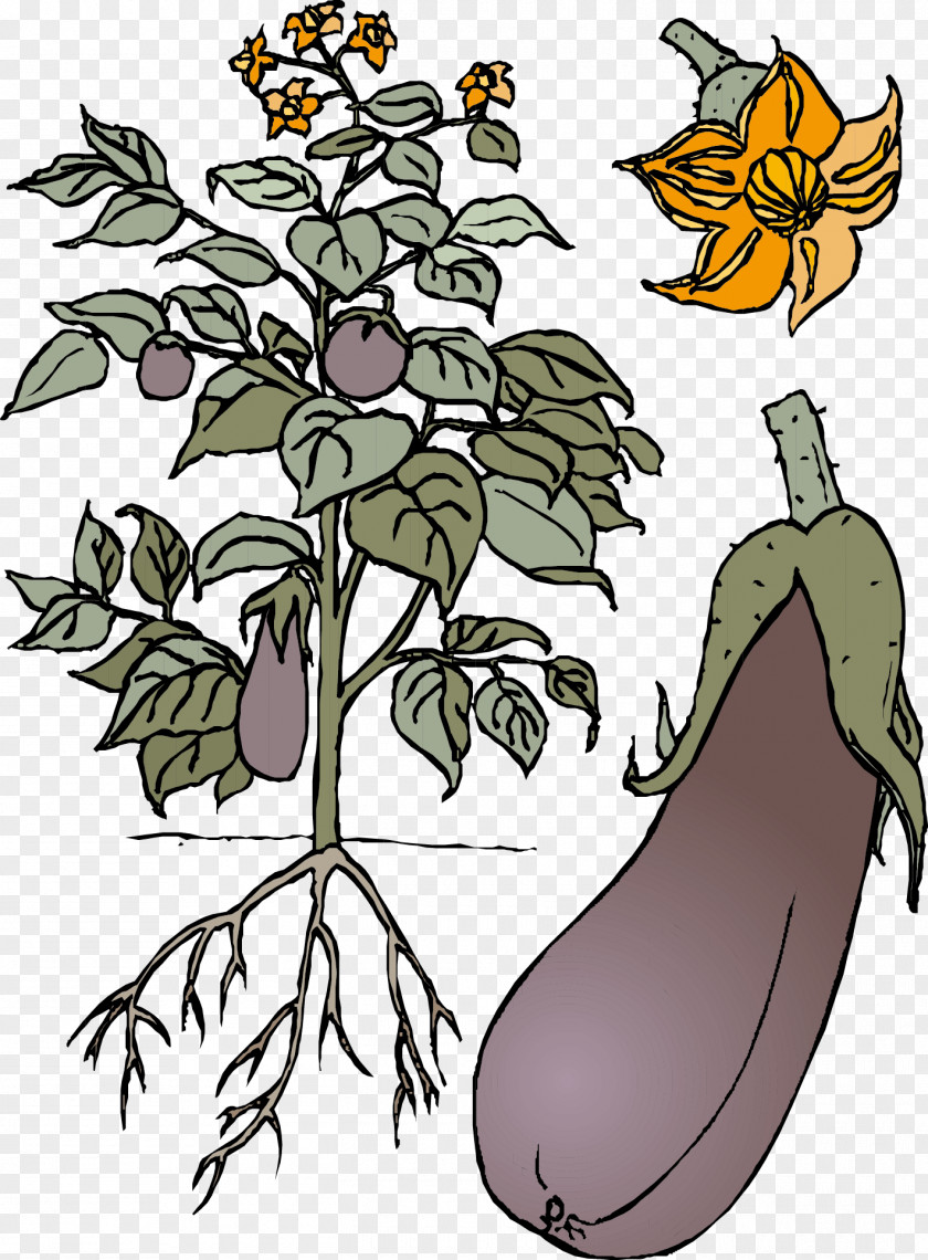 Eggplant Vector Material Vegetable PNG