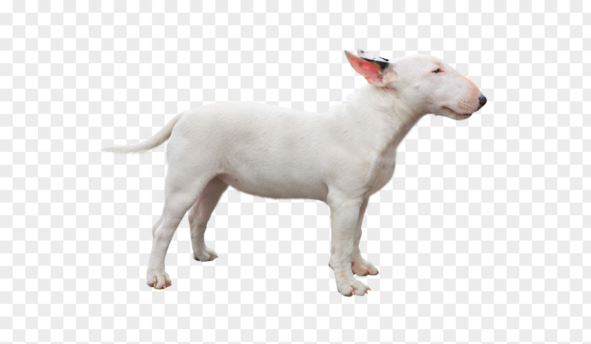 English Bully Miniature Bull Terrier And Dog Breed Staffordshire PNG