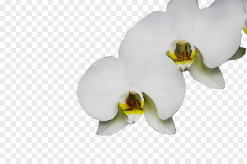 Phalaenopsis Sanderiana Orchid White Moth Flower Petal Plant PNG