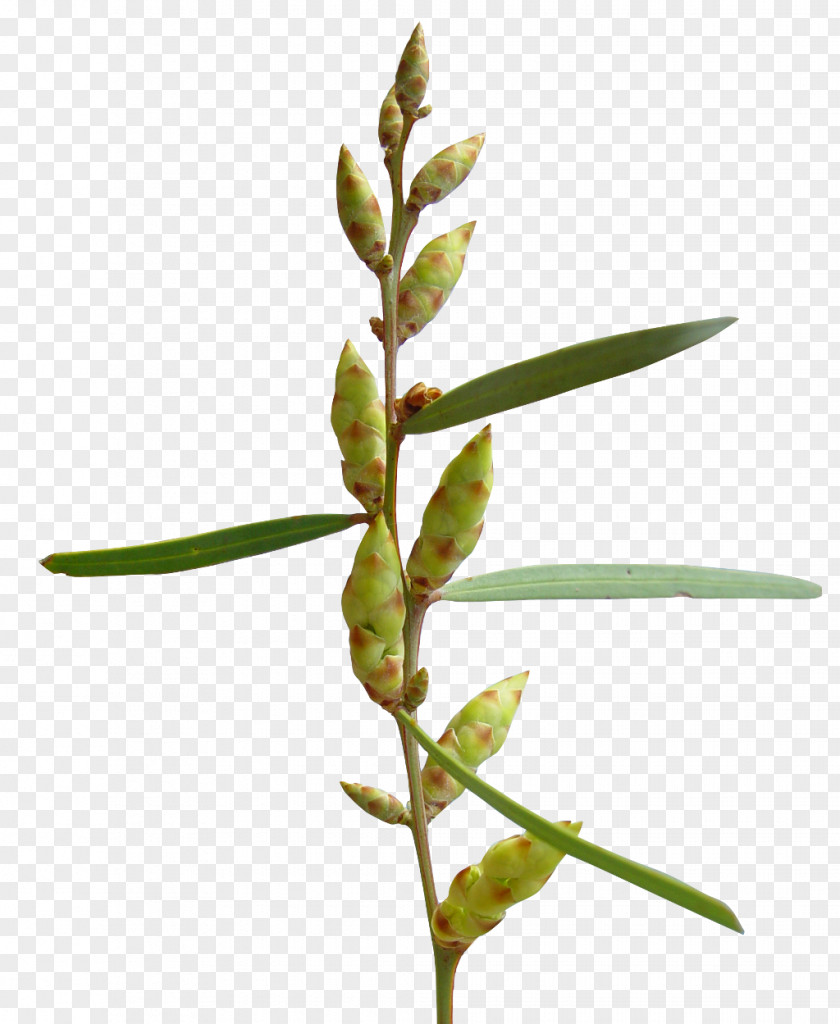 Plant Stem Branch Leaf Twig PNG