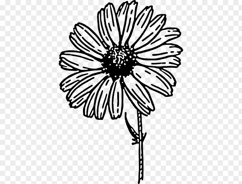 Sketch Floral Common Daisy Drawing Clip Art PNG