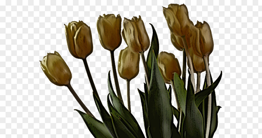 Flower Tulip Plant Lily Family Cut Flowers PNG